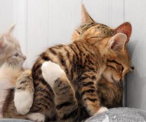 gatita-abrazando-gatito